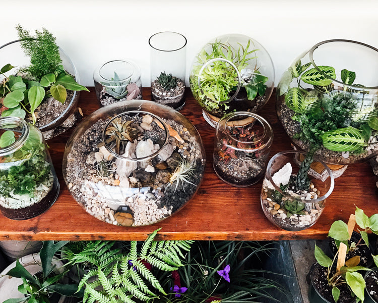 Terrarium Care: How To Care For Terrariums with Succulents, Cacti