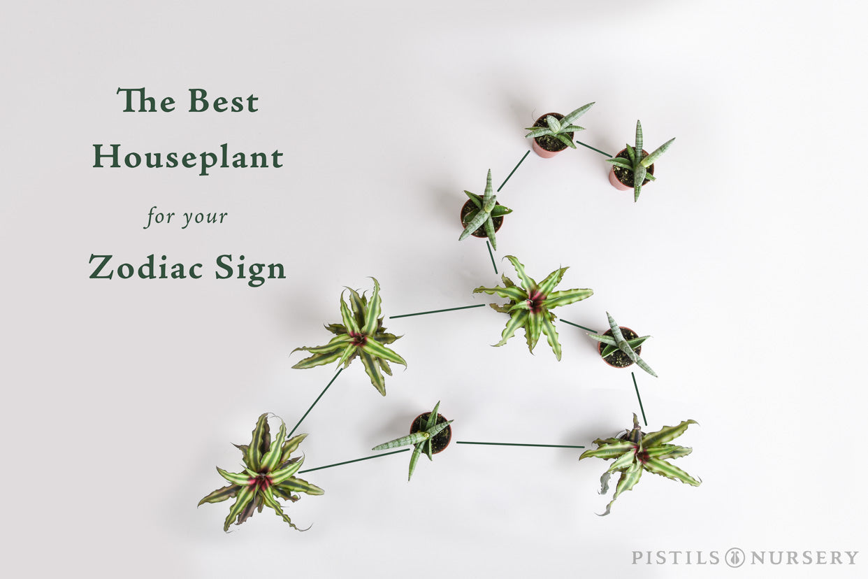 The Best Houseplant for your Zodiac Sign - Pistils Nursery