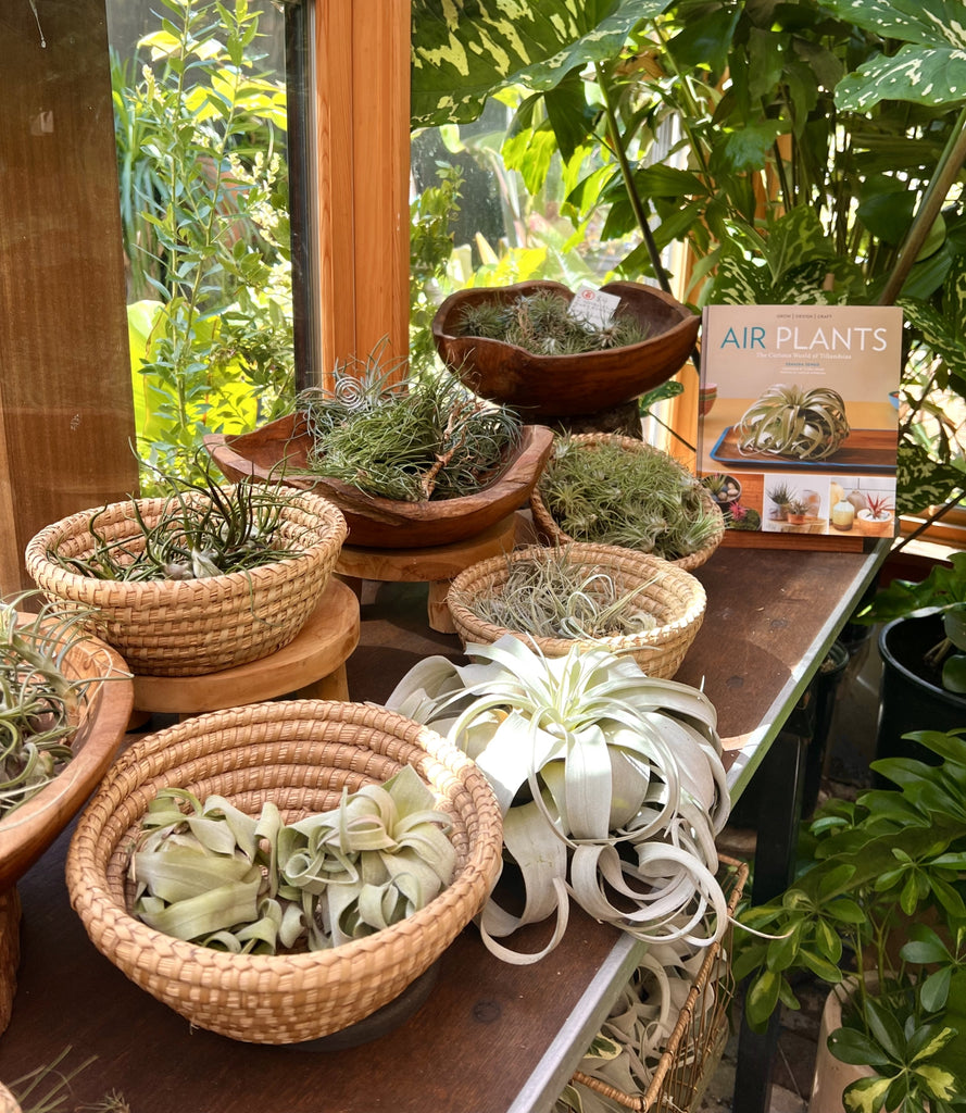 Tillandsia air plants xerographica bulbosa stricta Pistils Nursery