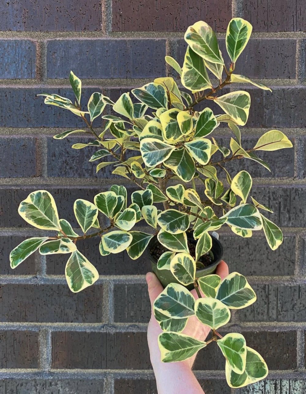 Ficus triangularis 'Variegata'