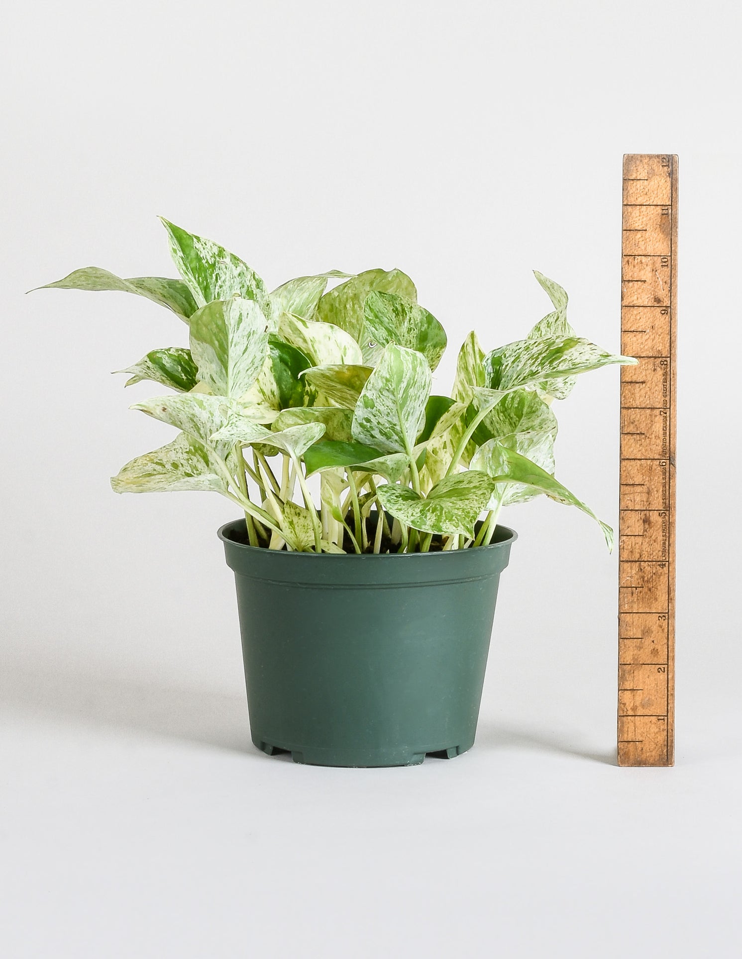 Epipremnum aureum 'Marble Queen' - Variegated Pothos - Pistils Nursery