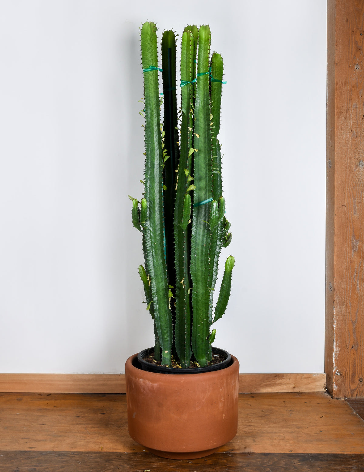  Euphorbia  acrurensis 14 Pot  Pistils Nursery