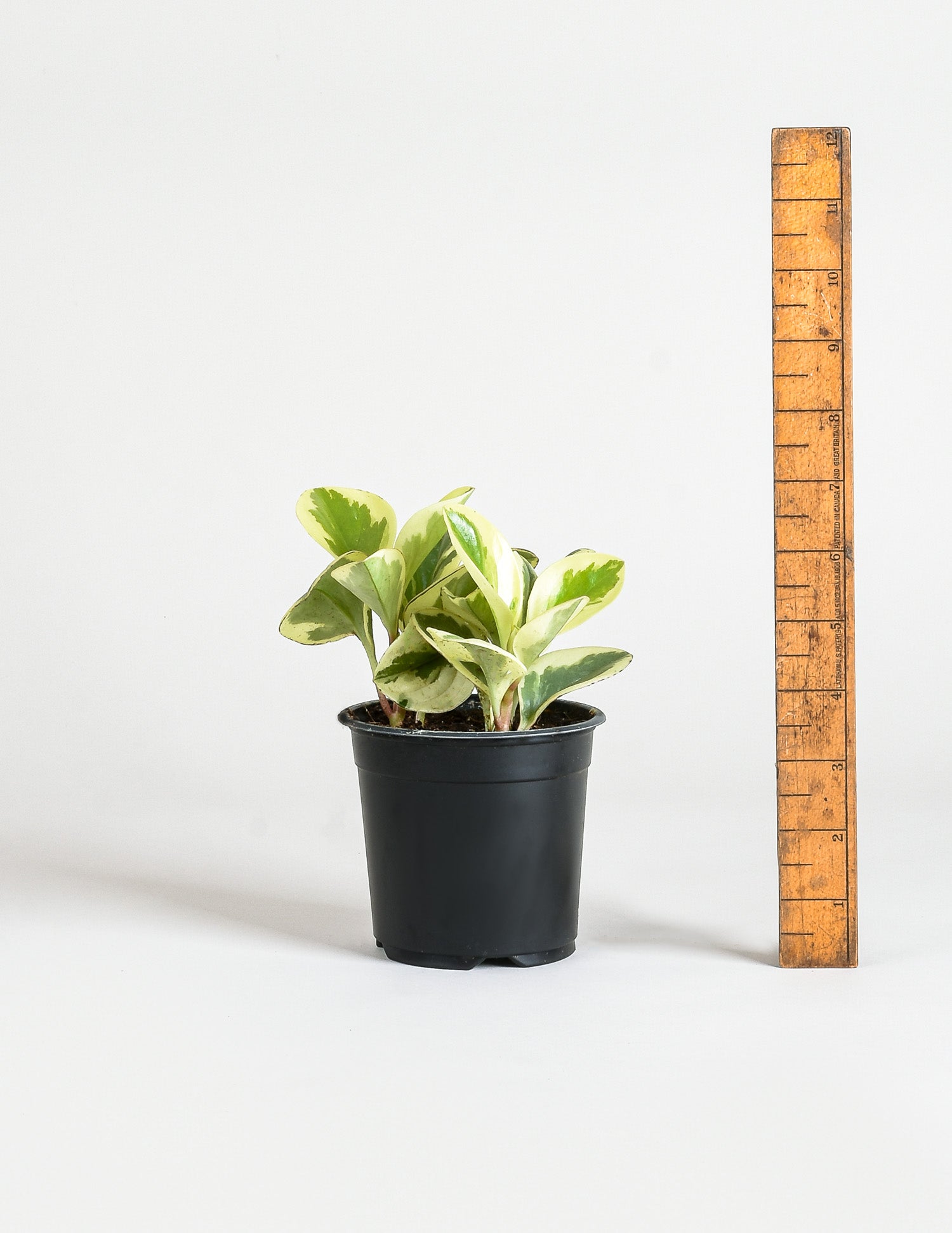 Peperomia obtusifolia 'Variegata' - Variegated Baby Rubber Tree