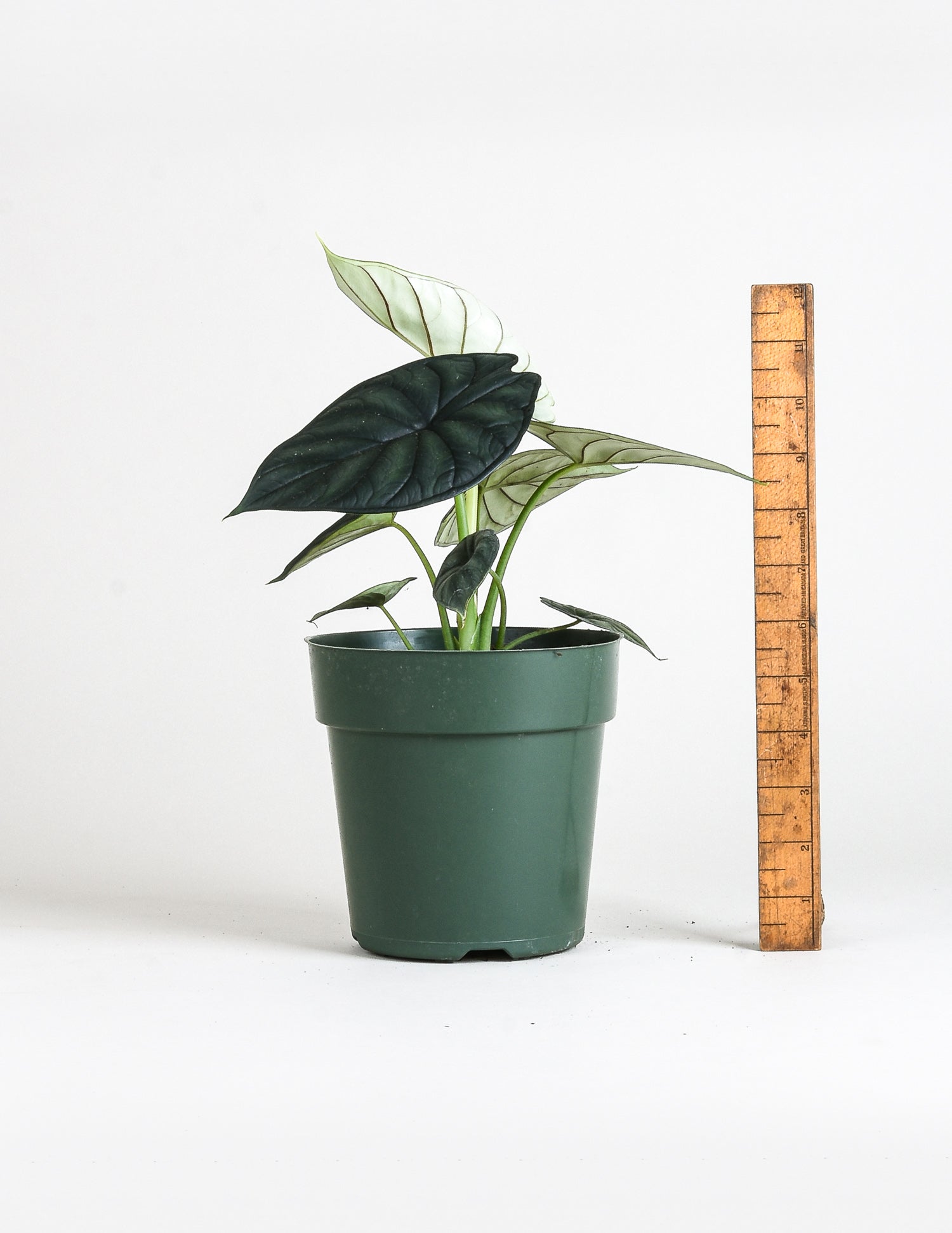 Alocasia baginda 'Dragon Scale'