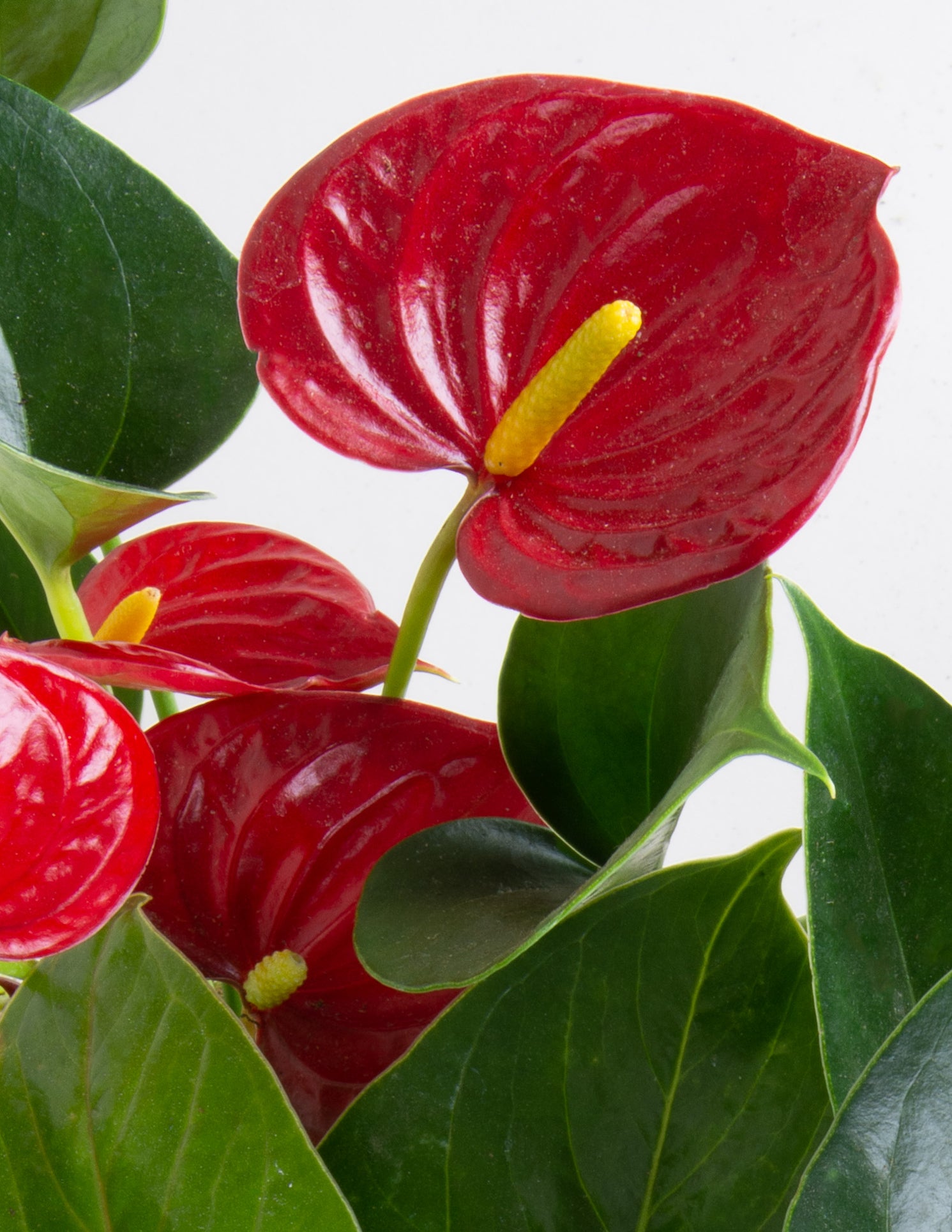 flamingo flower bromelia