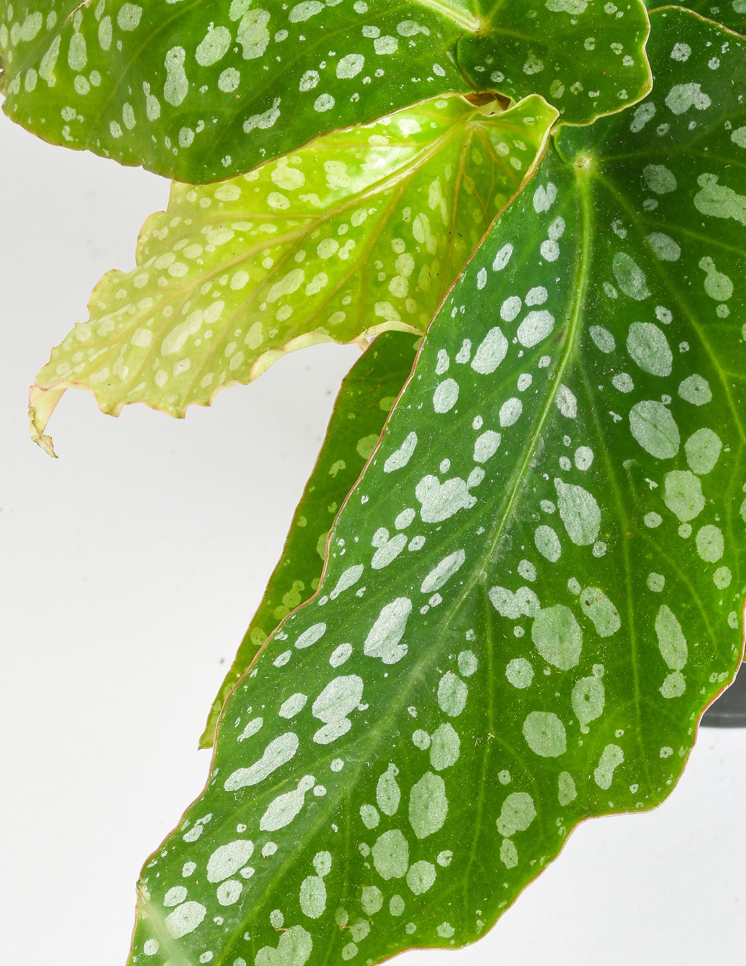 Begonia 'Avalanche' - Shop Houseplants - Pistils Nursery