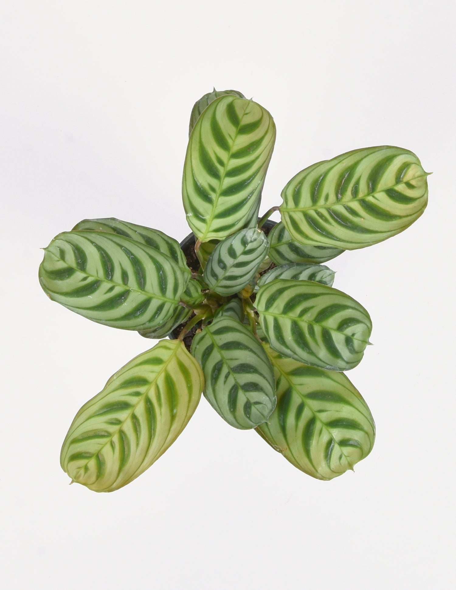 Ctenanthe Burle-Marxii - Fishbone Prayer Plant - Pistils Nursery