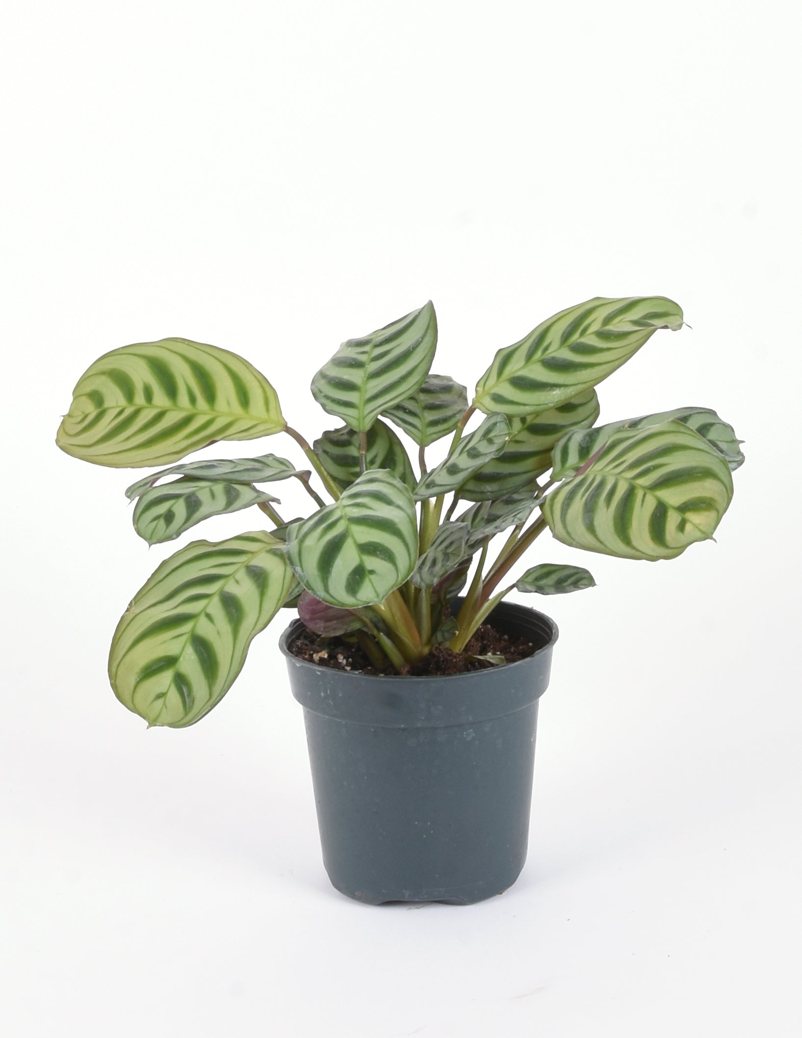 Ctenanthe Burle-Marxii - Fishbone Prayer Plant - Pistils Nursery