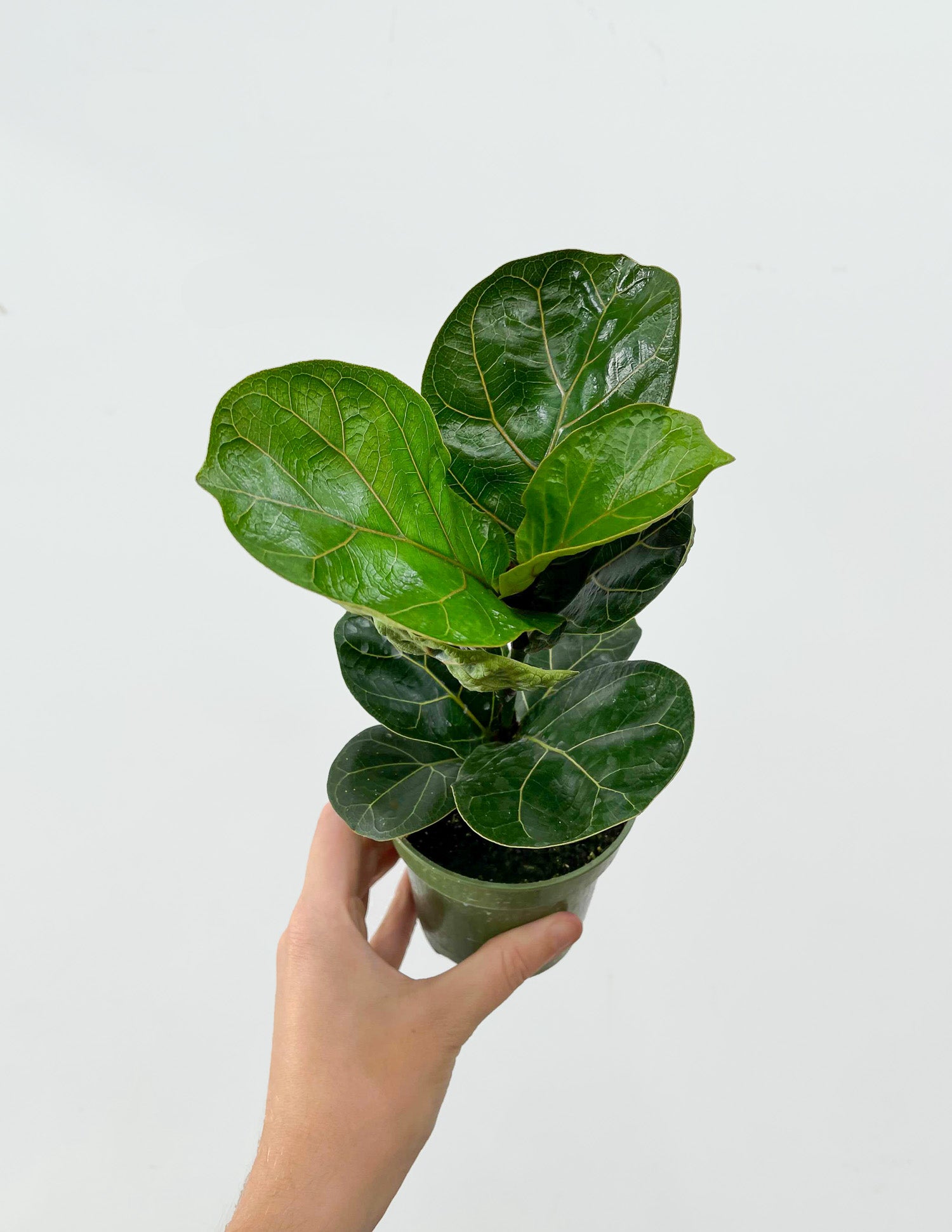 Ficus lyrata 'Bambino' - Little Fiddle