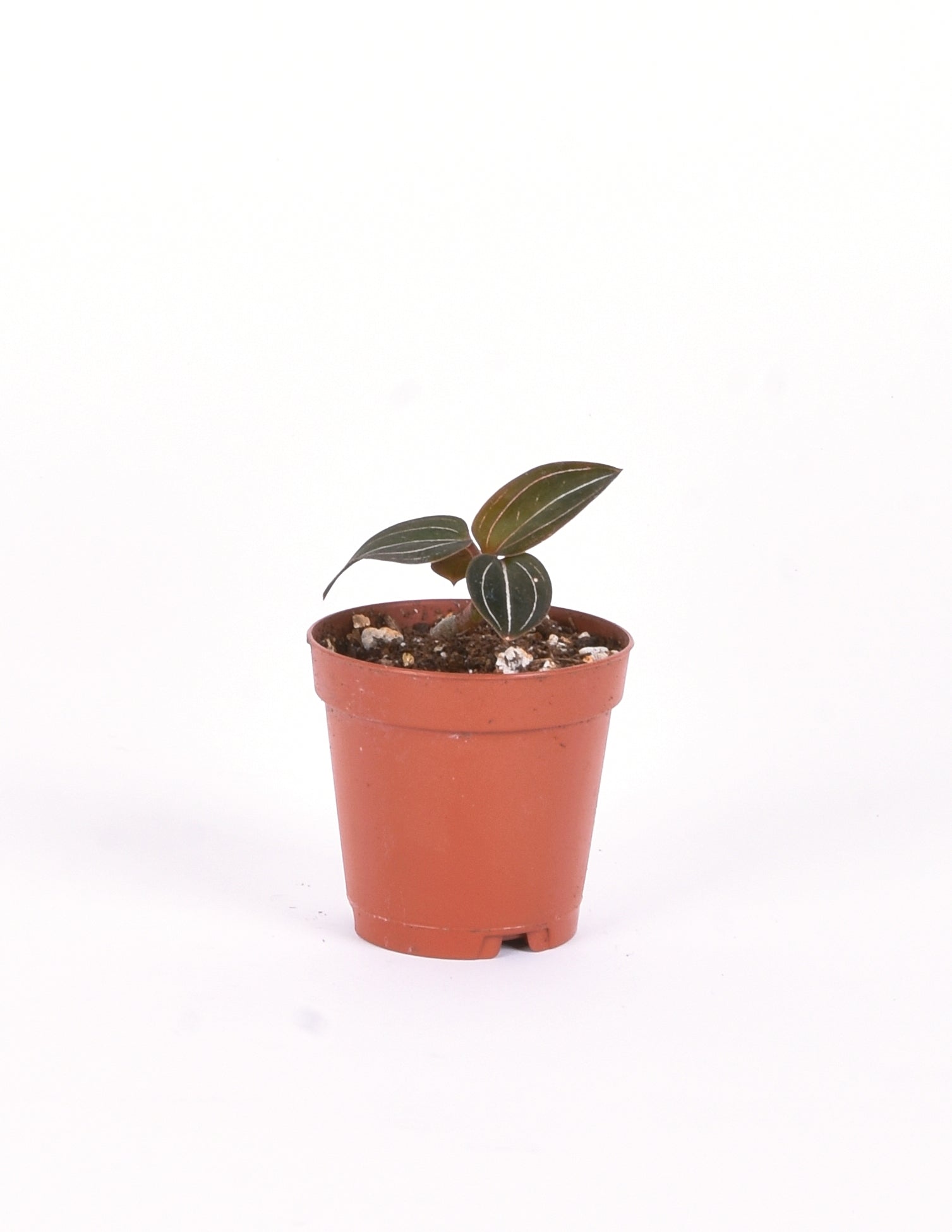 Jewel Orchid - Shop Ludisia Discolor, Hoya, and Specimen Houseplants –  Pistils Nursery