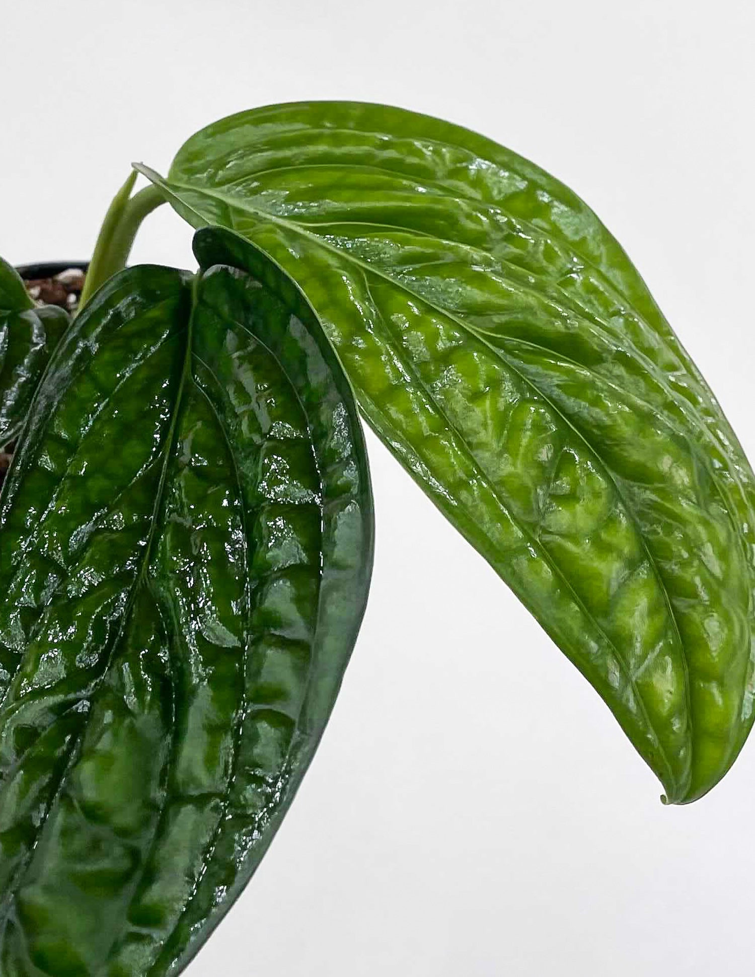 Monstera sp. Peru