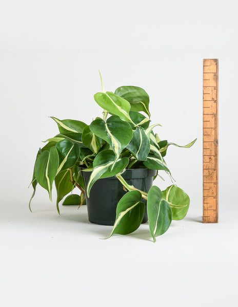 Philodendron Hederaceum Silver Stripe Aroids Pistils Nursery