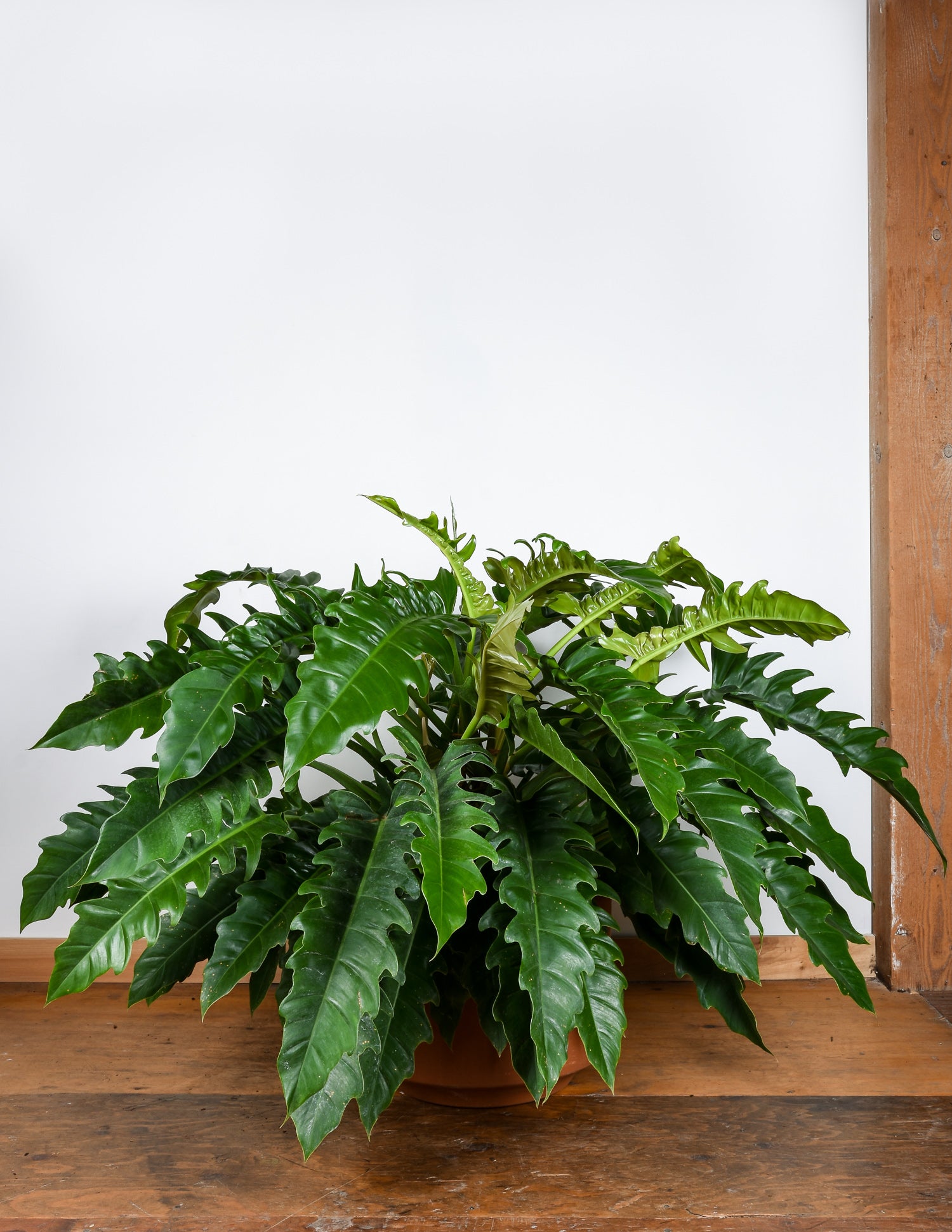 Philodendron Jungle Boogie 14 Pot Pistils Nursery