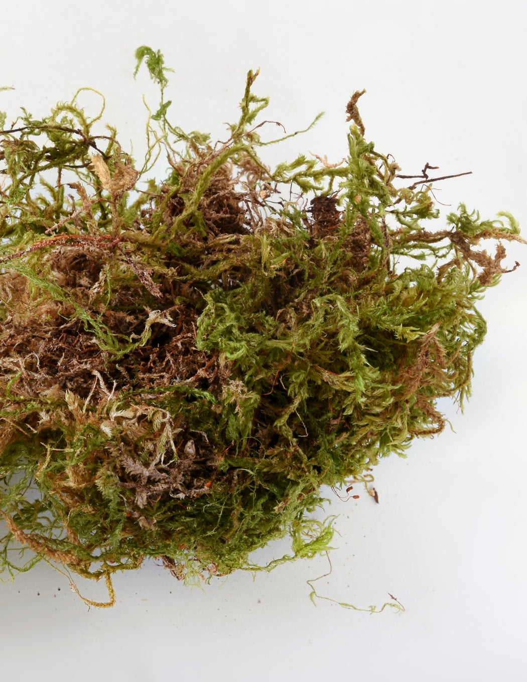Sphagnum Moss - Dried Sheet Moss - Pistils Nursery