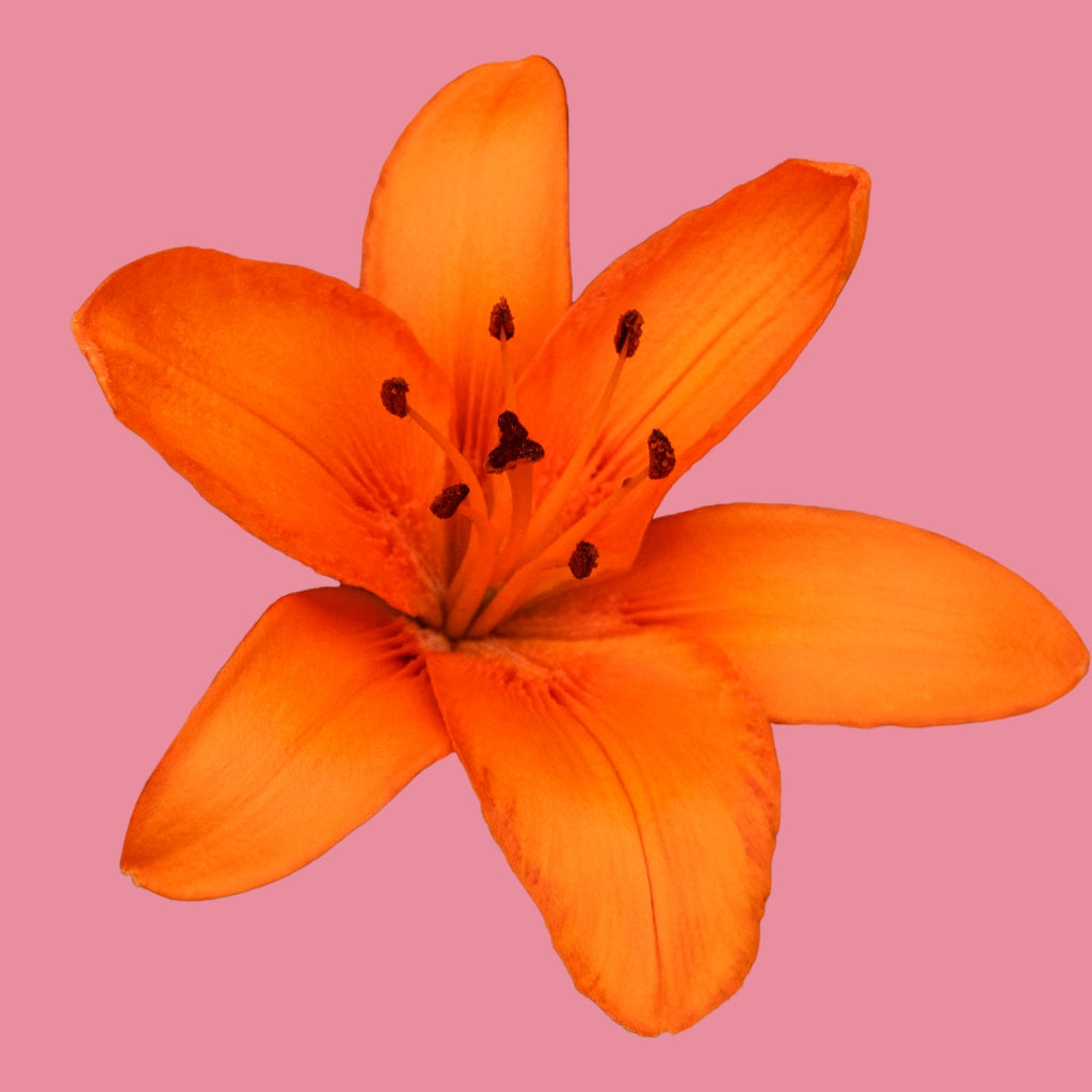 lilies, orange flower, ed sheeran
