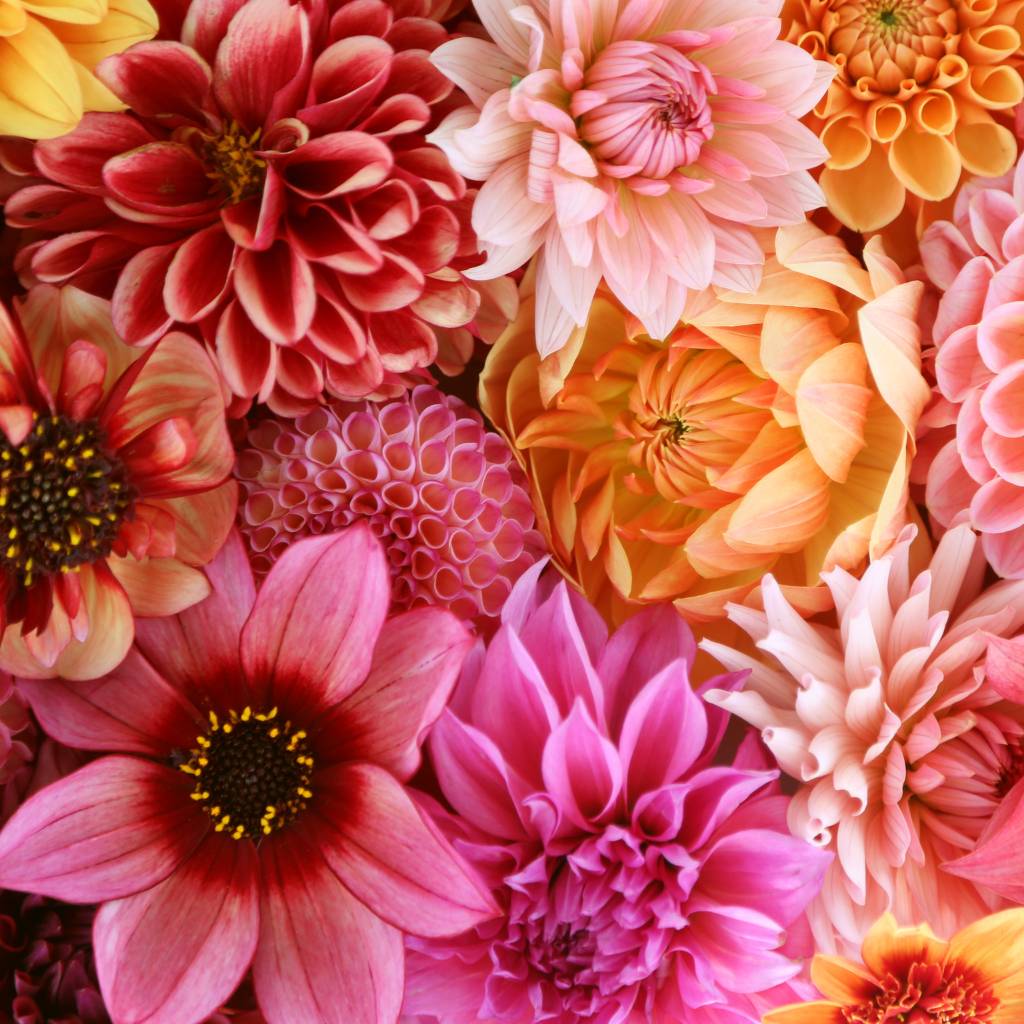 Bright pink and orange flowers closeup of dahlias and chrysanthemums