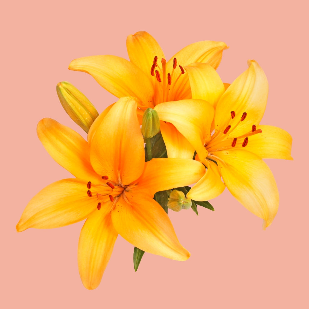 lilies, in a vase, flower delivery, same day