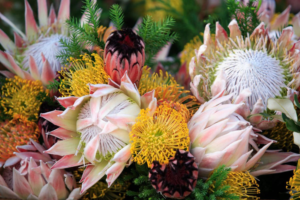 Image of proteas and pincushions, indigenous flowers of South Africa