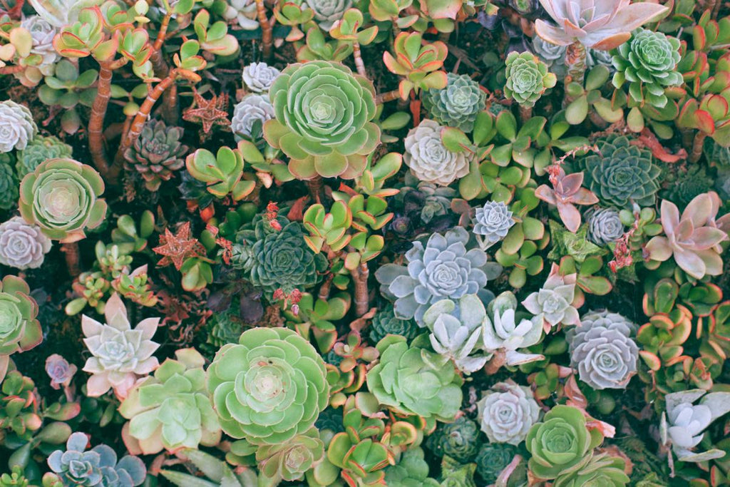 Succulents of South Africa 