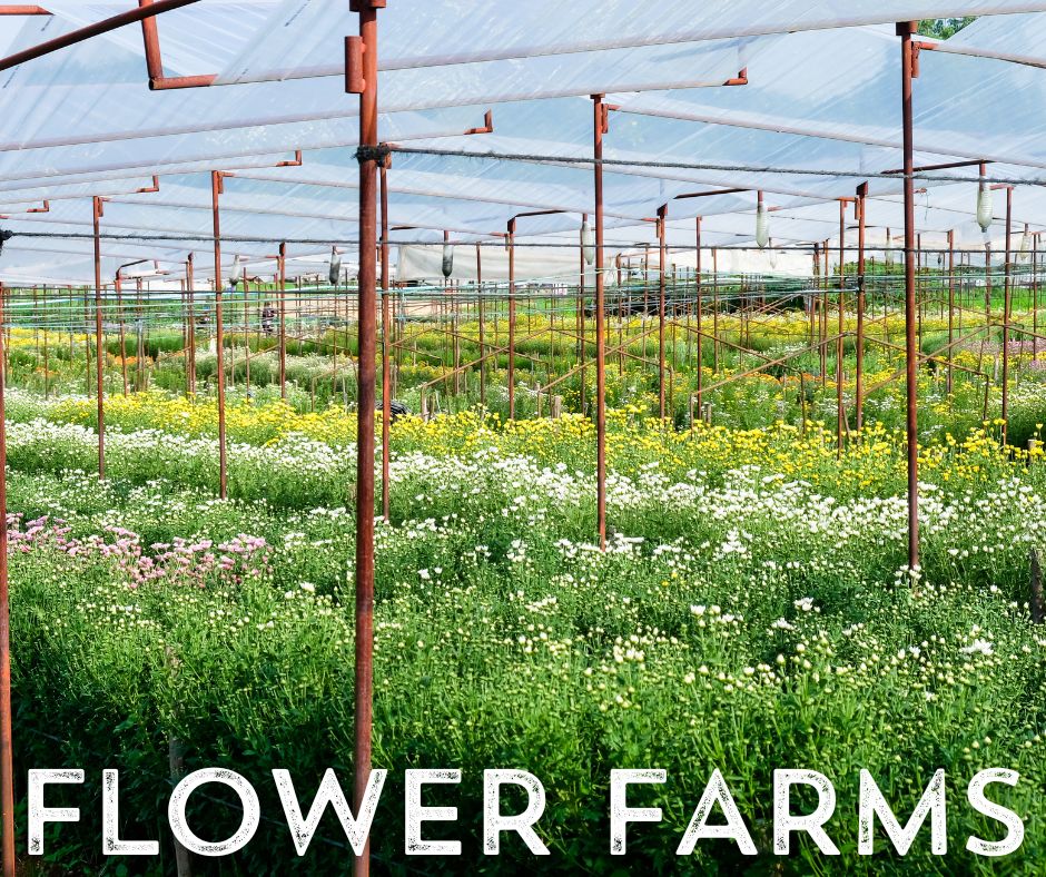Flower Guy supports local farmers and building communities. 