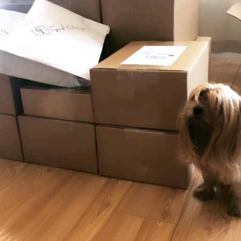 Good Citizen Head of Shipping and Mascot Dog, Riley with packages going out. 