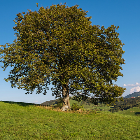 serviceberry tree