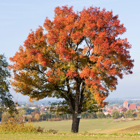 service tree