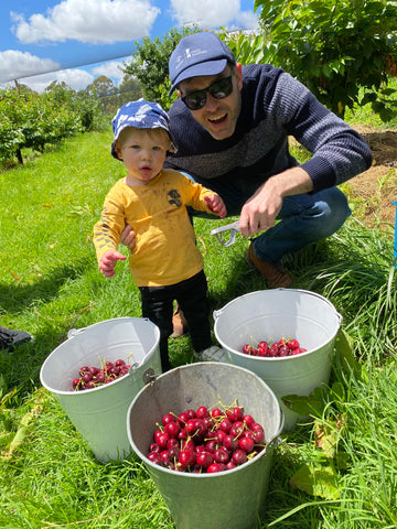 Cherry picking in the Adelaide Hills