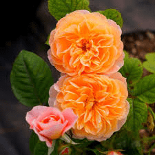 Billede af Orange Climbing Rose Seeds