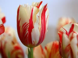 Billede af Tulipanes Flower Plant For Garden plants( Ikke løg ) Farve 24