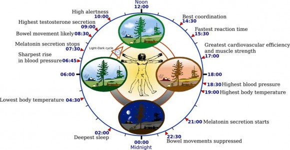 Human Natural Sleep Cycle Illustration