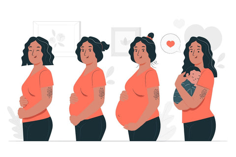 Stages of pregnancy in a women.
