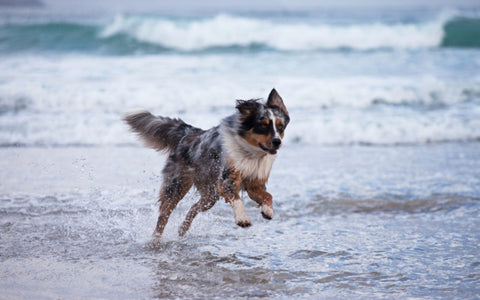 Activer Hund rennt am Strand und durch Wasser 