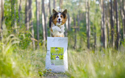 activer Hund springt durch den Wald neben Leistung von EatSmall