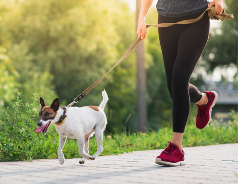 Bewegung hilft Hunden mit Diabetes