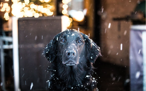 Ein Hund im Schnee