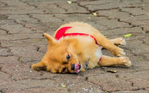 Ein Hund mit Epilepsie hat Krämpfe