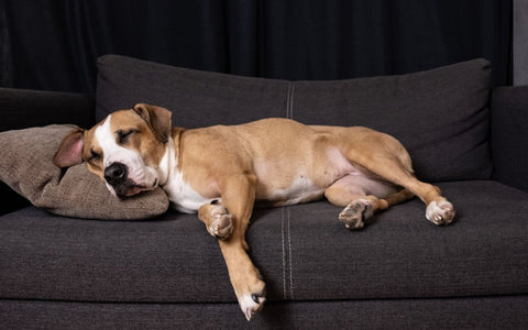 Ein epileptischer Hund ruht sich nach einem Anfall aus