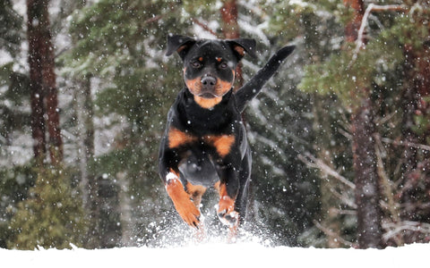 Ein Hund rennt in der Schnee 