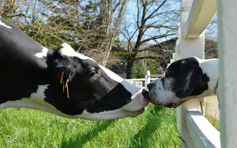Ein Hund und eine Kuh sind empfindsame Tiere. 