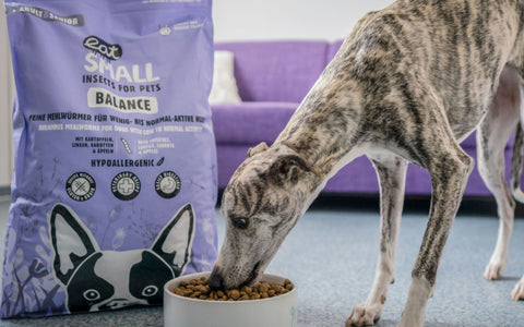 Hund freut sich auf leckeres eat small Balance Trockenfutter