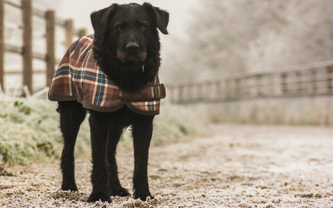 Ein Hund trägt Jacke im Winter