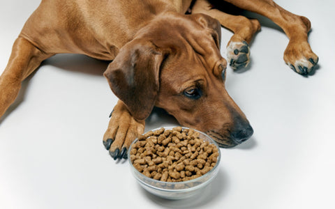 Hunde mit Niereninsuffizienz will nicht essen