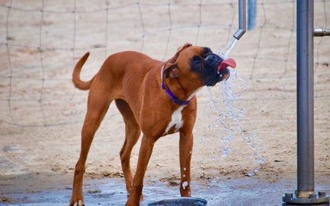 Ein Hund trinkt Wasser, um seine Körpertemperatur zu senken