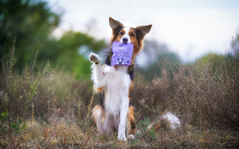 Hundesnacks Gelenkstütze