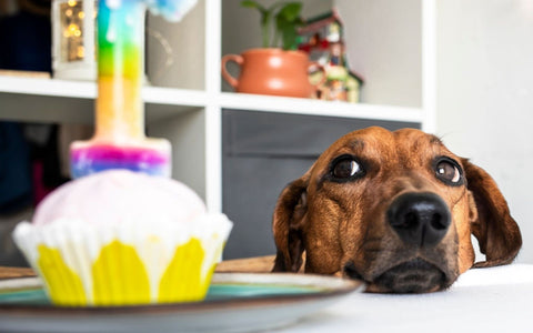 Kein Zucker für Hunde mit Diabetes