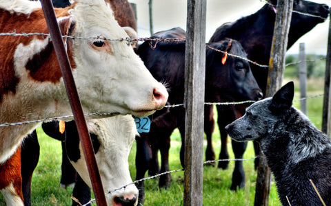 Ein Hund schaut einer Kuh durch einen Zaun zu