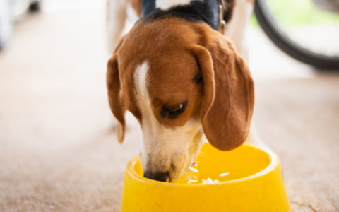 kranker Hund mit Nierenerkrankung trinkt viel Wasser