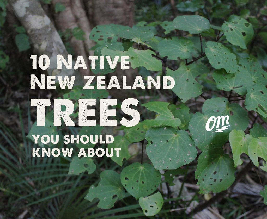 10 Native New Zealand Trees You Should Know About – Organic Mechanic