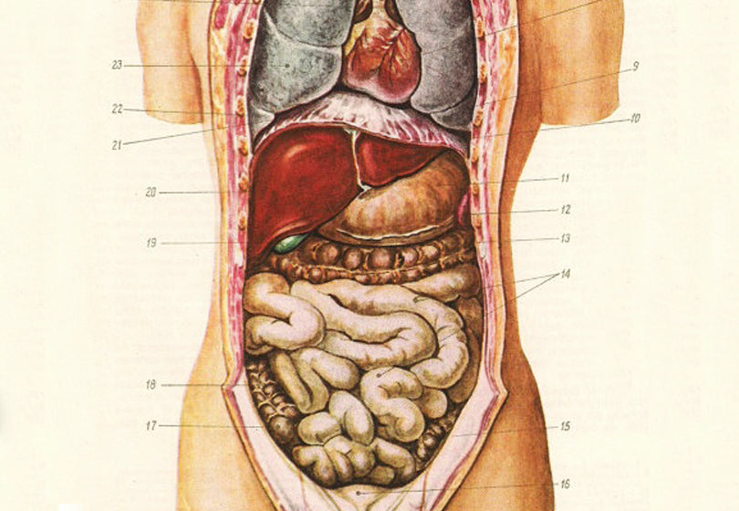 Внутренняя часть живота. Строение внутренних органов человека брюшная полость. Анатомия органов человека брюшной полости. Расположение органов у человека в брюшной полости у женщины. Анатомия органов человека брюшной полости женщины.